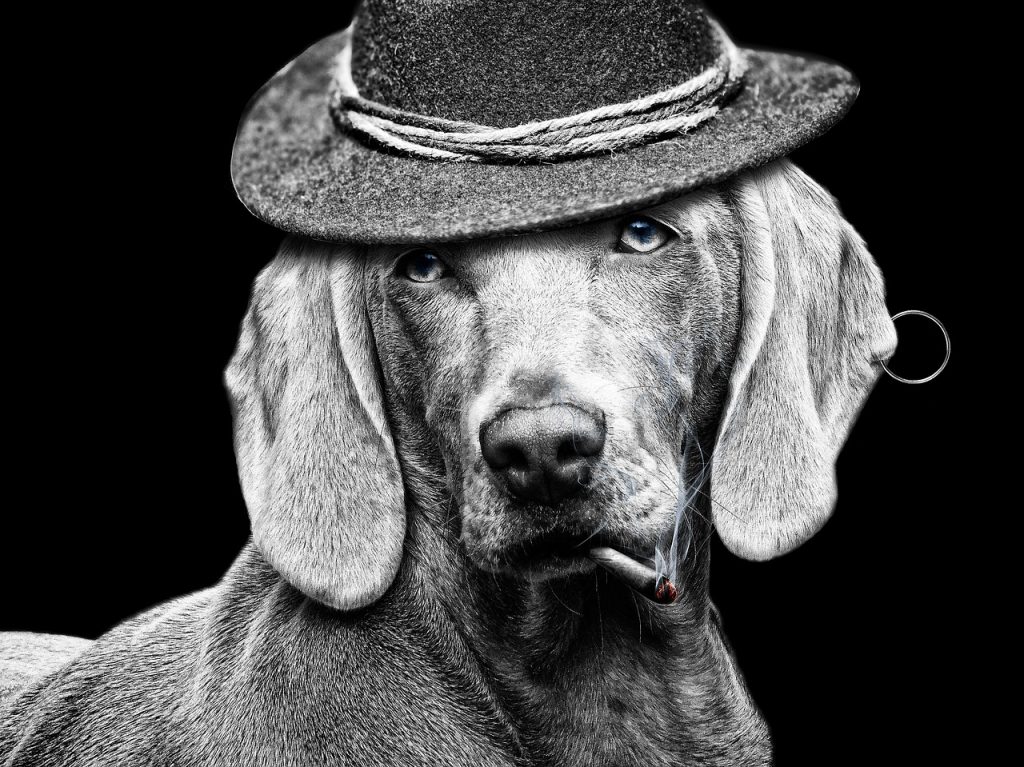 Dog smoking with hat and earring